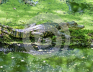 American Alligator Basking