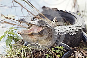 American Alligator Basking