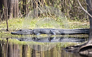 American Alligator basking on the ban of The Sill in the Okefenokee Swamp National Wildlife Refuge, Georgia, USA