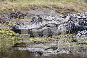 American Alligator basking on the bank of The Sill in the Okefenokee Swamp National Wildlife Refuge, Georgia, USA