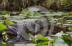 American Alligator basking on log, Okefenokee Swamp National Wildlife Refuge