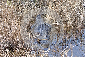 American Alligator Basking in the Marshland Grass