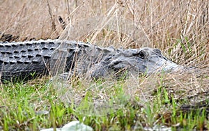 American Alligator basking on a peat blowup with Maidencane grass. Okefenokee National Wildlife Refuge, Georgia USA photo