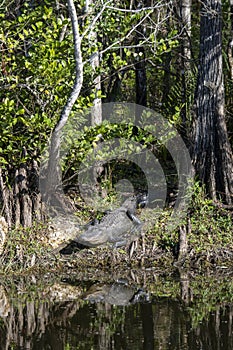 American Alligator basking on the shore of a swamp in the everglades