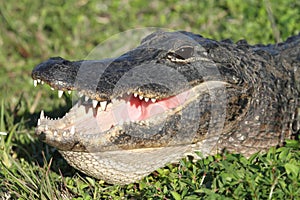 American Alligator Basking in The Sun