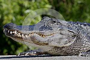 American Alligator Basking in The Sun