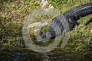 American Alligator basking in the sun in the Florida Everglades