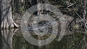 American Alligator basking in the sun in the Florida Everglades