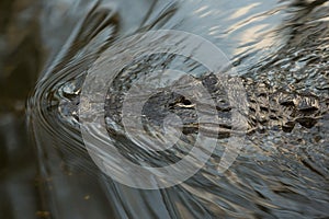 American Alligator bayou swamp