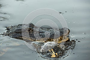 American Alligator bayou swamp