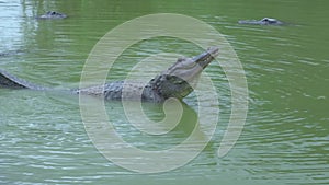 American Alligator Bellowing