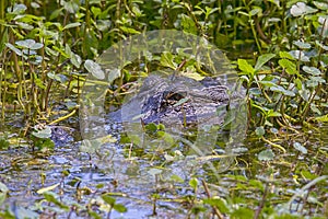 American Alligator Camouflaged In A Swamp photo