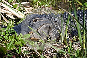 American Alligator close up at Phinizy Swamp Nature Park, Augusta, Georgia photo