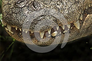 American Alligator Close Up Teeth Detail