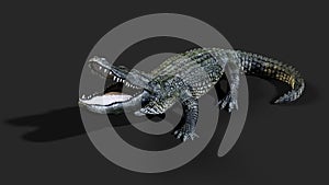 American alligator crocodile.