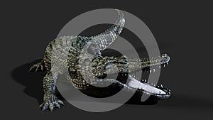 American alligator crocodile.