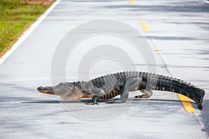 American Alligator crossing a road in Everglades national Park.Florida.USA