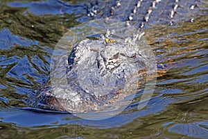 An American Alligator Cruising