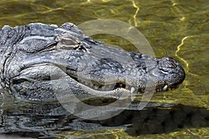 American Alligator Detail