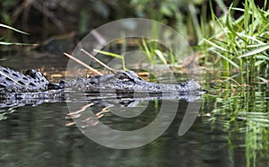 American Alligator diving into dark swamp water