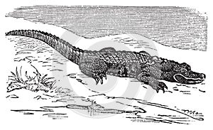 American Alligator engraving, or Alligator Mississippiensis