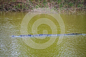 An American Alligator in Estero Llano Grande State Park, Texas