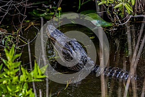 American alligator, everglades