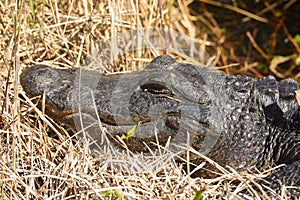 American Alligator in the Everglades