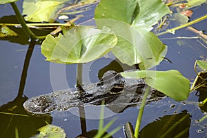 American alligator in the Everglades