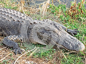 American Alligator in Everglades. Big Alligator resting on the ground. A wild American Alligator in Florida. Closeup of the big