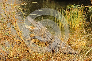 American Alligator in Everglades. Big Alligator resting on the ground. A wild American Alligator with open mouth in Florida.