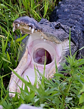 American Alligator in Everglades National Park