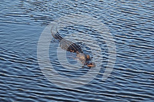 American Alligator in Everglades National Park.