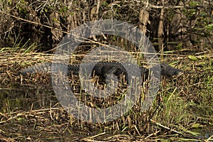 American alligator, Everglades National Park