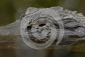 American alligator, Everglades National Park