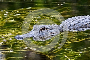 American alligator in Everglades National Park