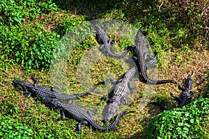 American alligator in Everglades National Park