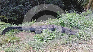 American alligator at Everglades National park in Florida