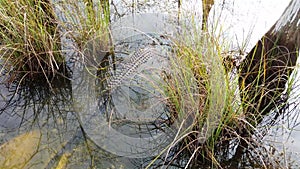 American alligator at Everglades National park in Florida