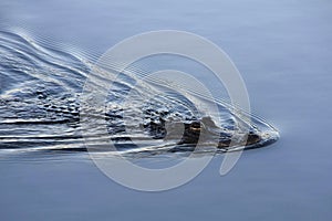 American Alligator in Everglades National Park, Florida.