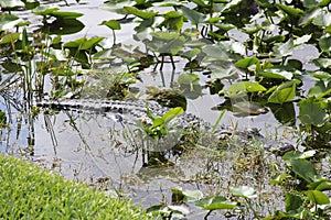 American Alligator in The Everglades National Park, Florida