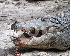 American Alligator at The Everglades National Park, Florida