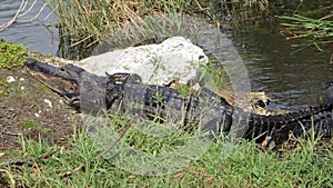 American alligator at Everglades National park in FloridaAmerican alligator at Everglades National park in Florida