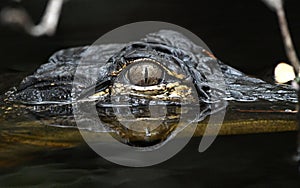 American Alligator eye close up in dark Okefenokee Swamp water, Georgia