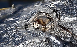 American Alligator eye close up at Phinizy Swamp Nature Park, Augusta, Georgia photo