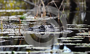 American Alligator eyes swimming in blackwater Okefenokee Swamp