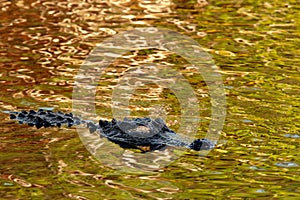 An American alligator floats on shiny green gold water.