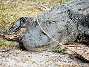 American alligator in Florida