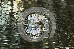 American alligator in the Florida Everglades.