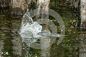 American alligator in the Florida Everglades.